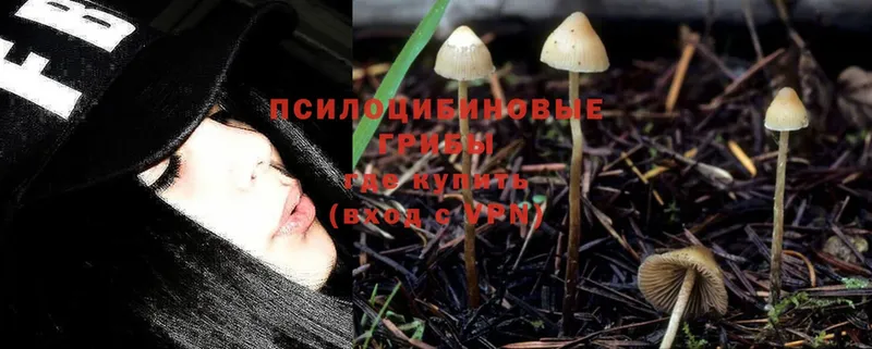 Псилоцибиновые грибы Psilocybine cubensis Казань